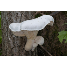 Мицелий Вешенки дубовой (Pleurotus dryinus) Мицелий Вешенки дубовой (Pleurotus dryinus)